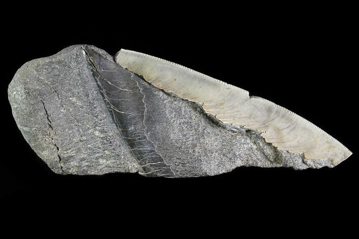Partial Fossil Megalodon Tooth - Serrated Blade #82842